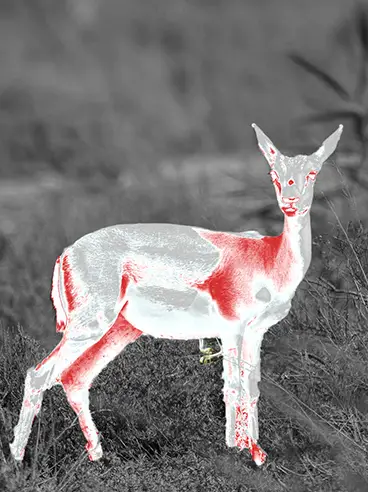 a dear with a dear in thermal imaging filter for the page why choose binock thermal imaging collection